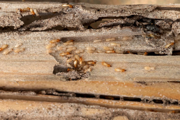 Best Bird Control  in Elm City, NC